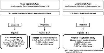 Deciphering the Prognostic and Predictive Value of Urinary CXCL10 in Kidney Recipients With BK Virus Reactivation